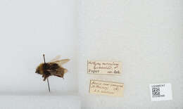 صورة Bombus norvegicus (Sparre-Schneider 1918)