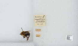 Image of Common Eastern Bumblebee