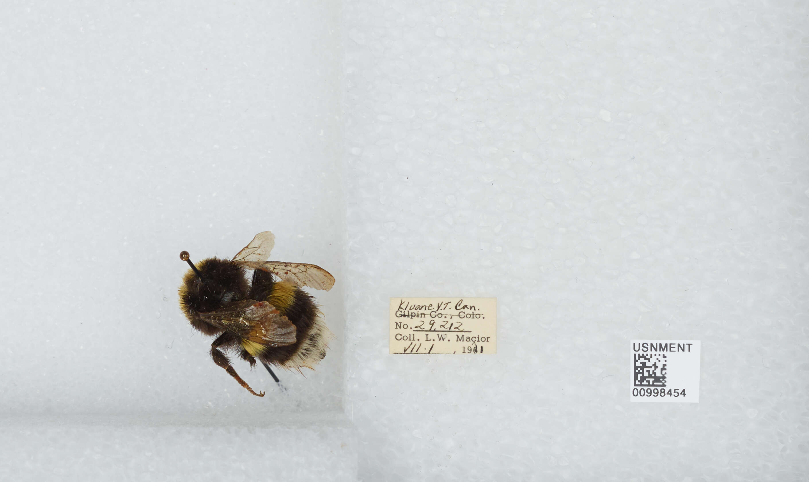 Image of White-tailed bumblebee