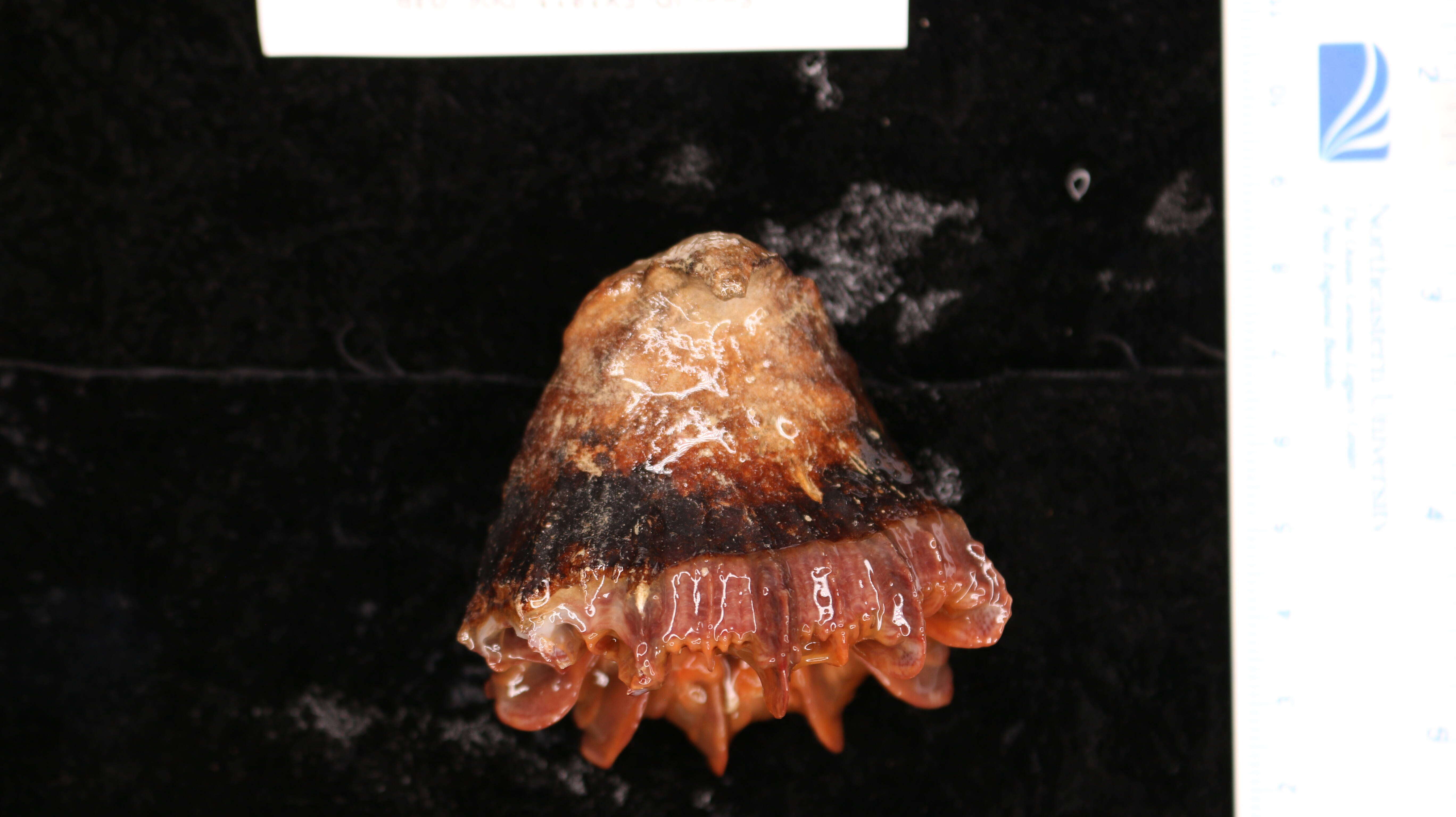 Image of Flabellum subgen. Ulocyathus M. Sars 1851