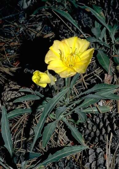 Imagem de Oenothera howardii (A. Nels.) W. L. Wagner