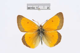 Colias meadii Edwards 1871 resmi