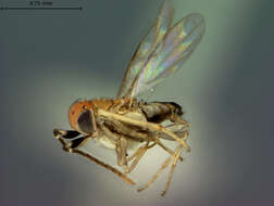 Gyranusoidea albiclavata (Ashmead 1905)的圖片