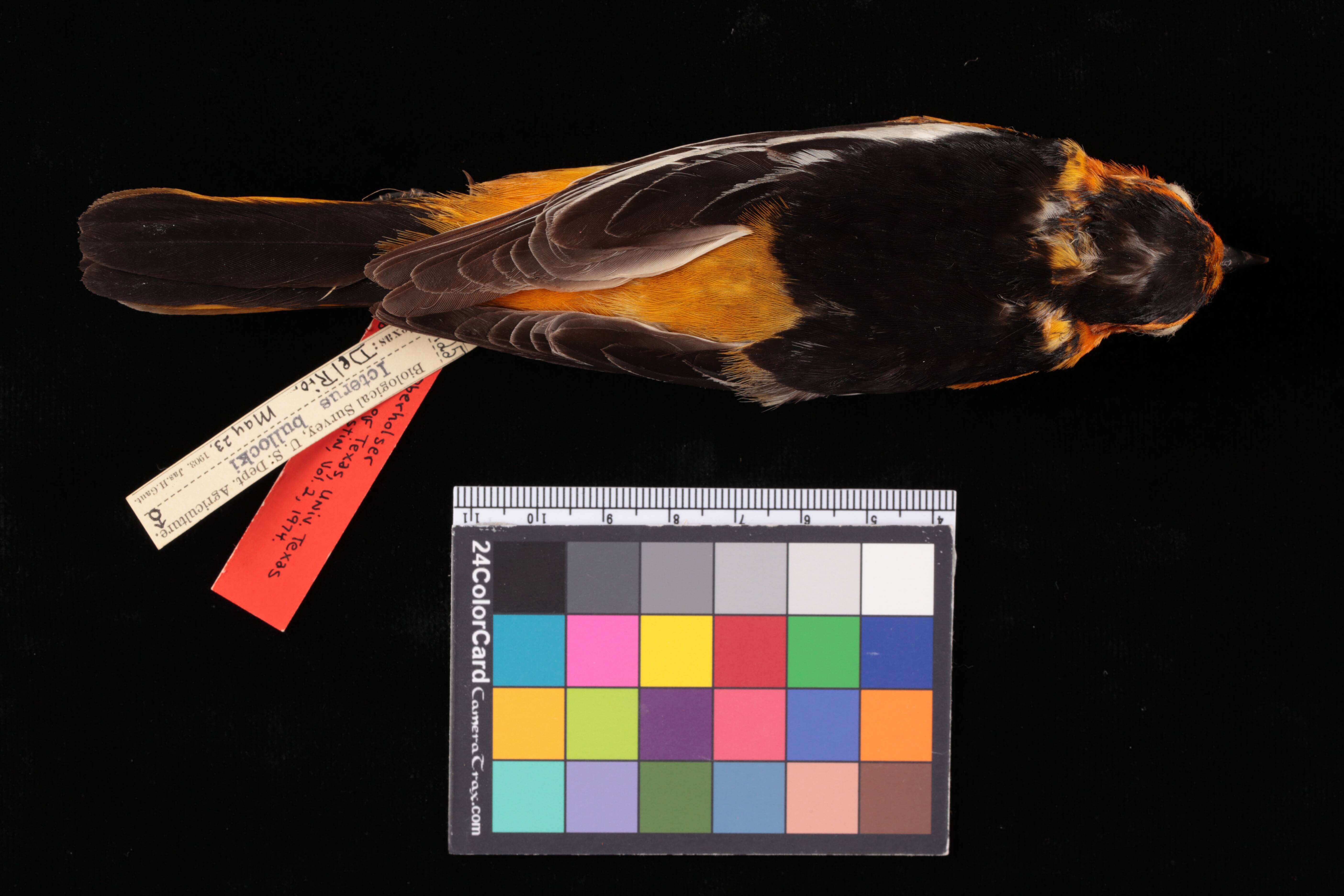 Image of Bullock's Oriole