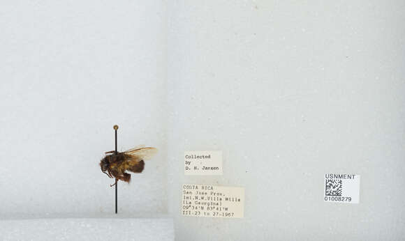 Image of Bombus ephippiatus Say 1837