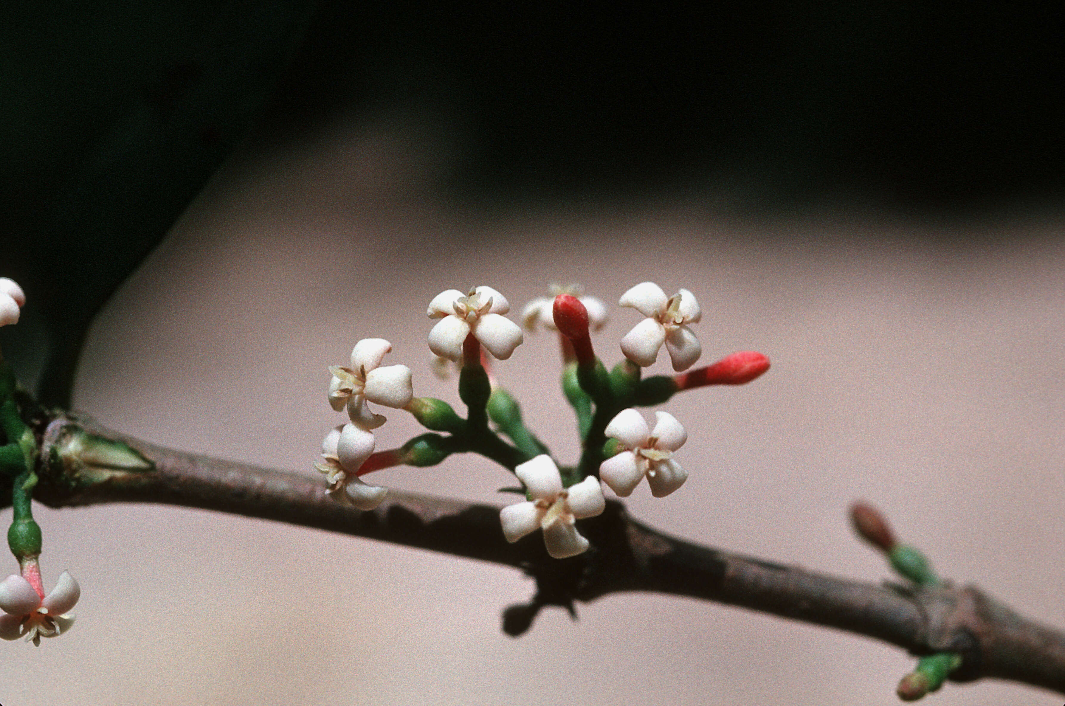 صورة Ixora ferrea (Jacq.) Benth.