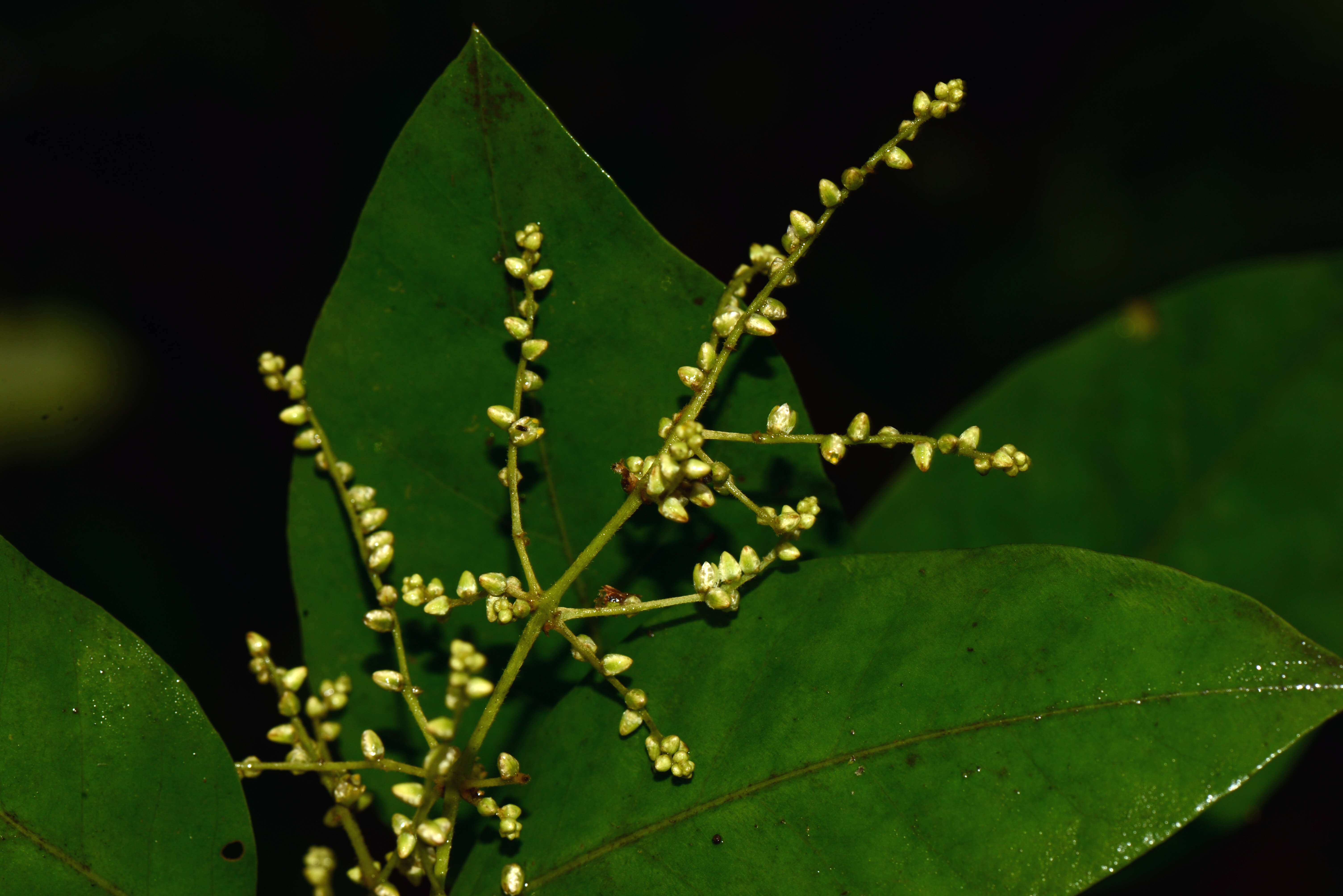 Image of Amaranthaceae