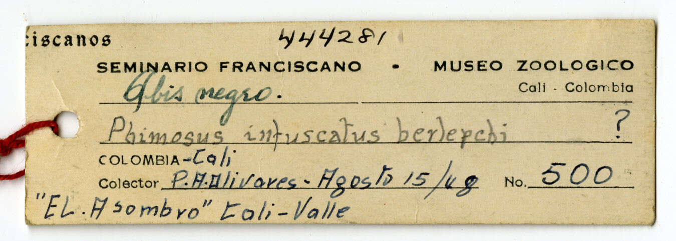 Phimosus infuscatus berlepschi Hellmayr 1903 resmi