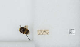 Image of White-tailed bumblebee