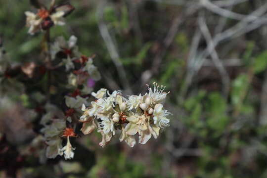 Imagem de Eriogonum tomentosum Michx.