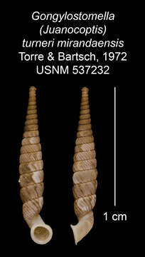 Image of Gongylostomella turneri mirandaensis C. Torre & Bartsch 1972