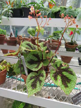 Слика од Begonia masoniana Irmsch. ex Ziesenh.