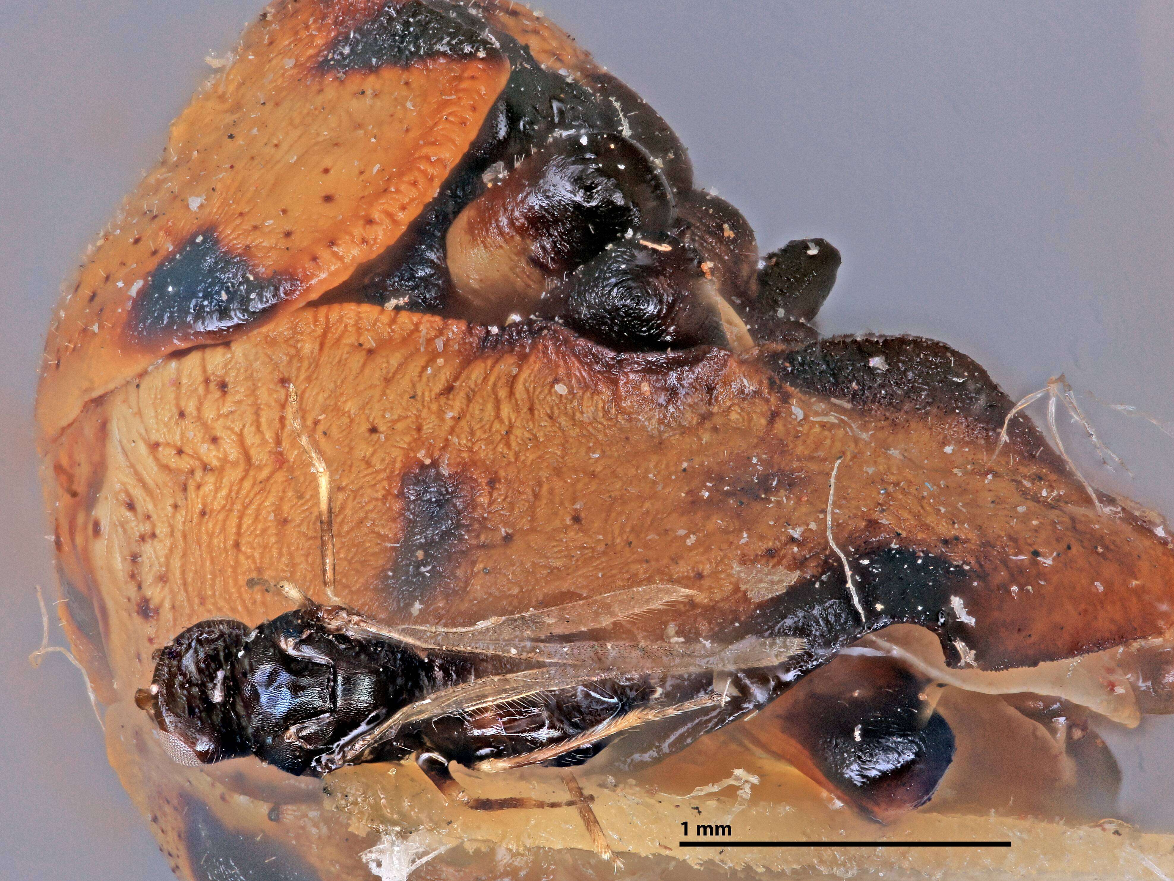 Image of Parasitoid wasp