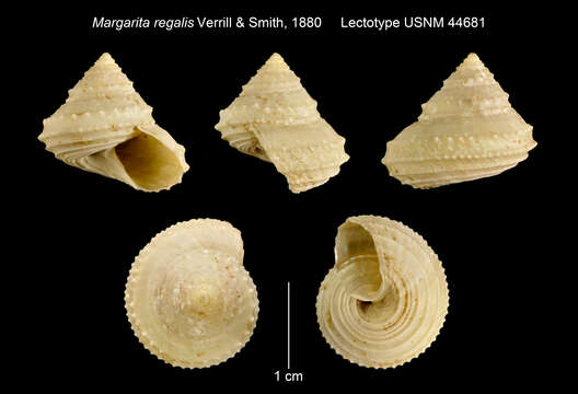 صورة Calliotropis regalis (Verrill & S. Smith 1880)