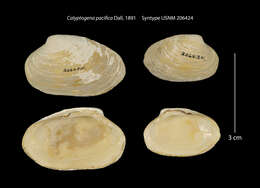 Image of Calyptogena pacifica Dall 1891
