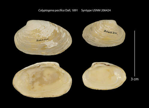 Слика од Calyptogena pacifica Dall 1891