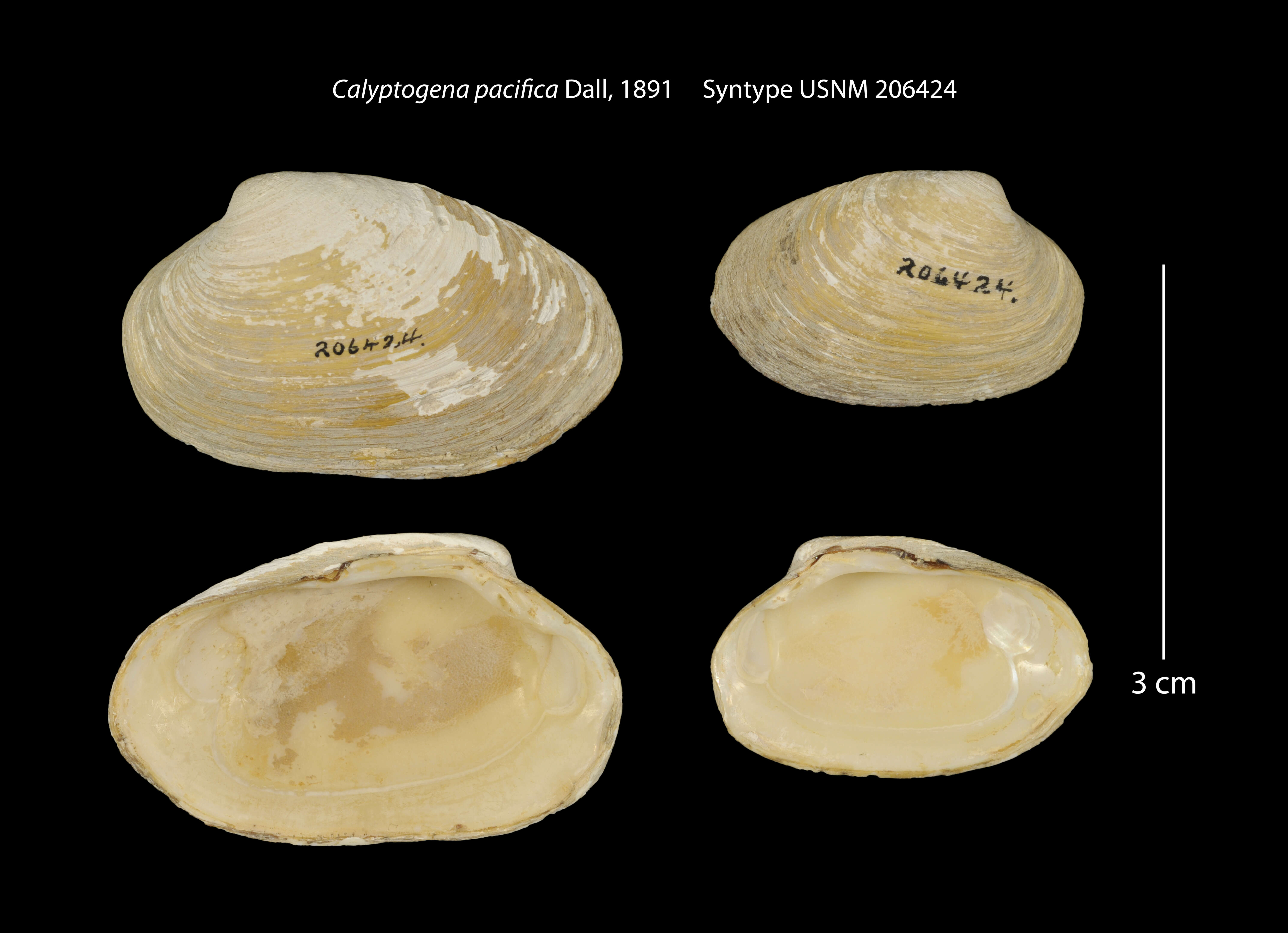 Calyptogena pacifica Dall 1891的圖片