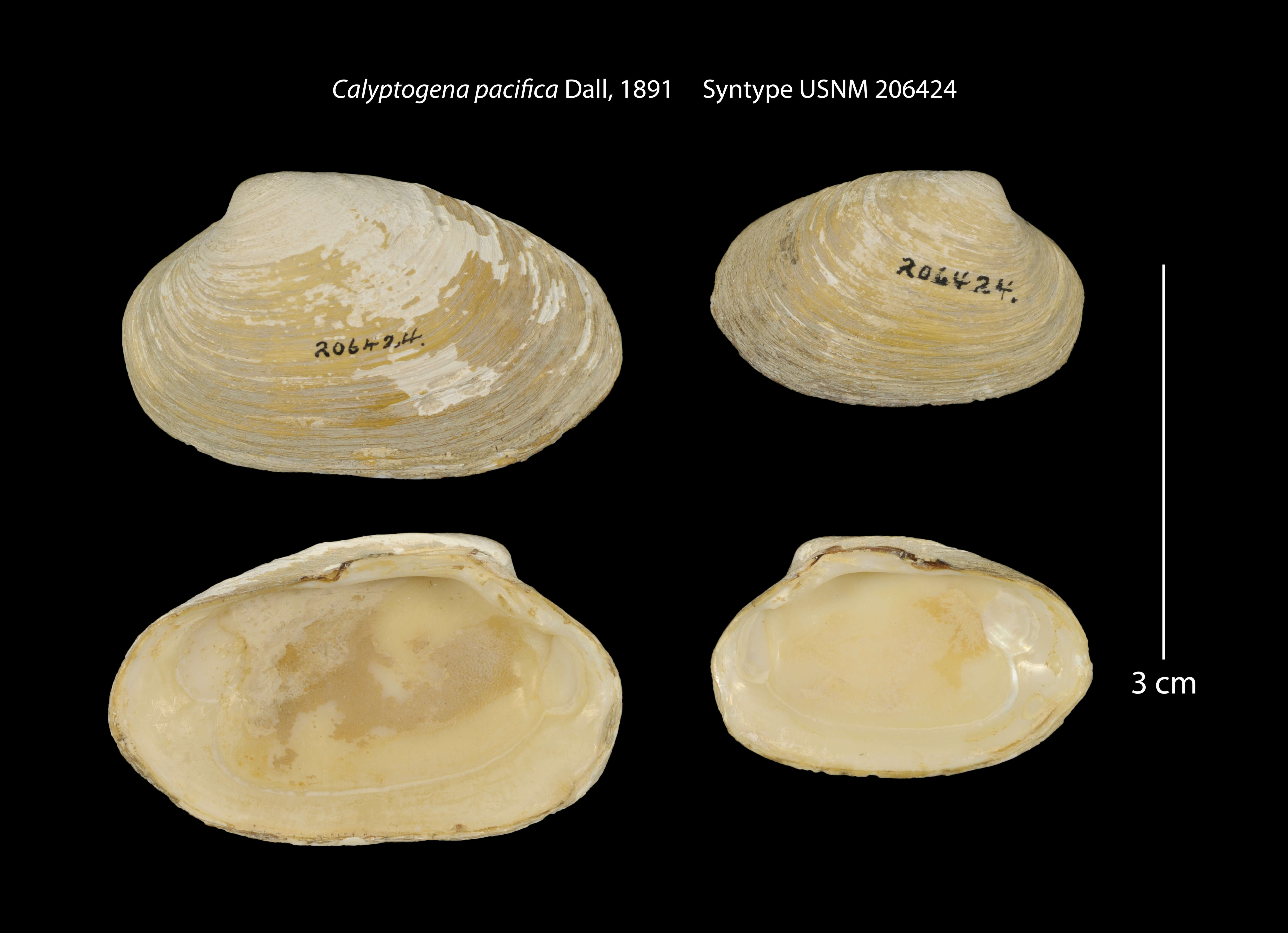 Calyptogena pacifica Dall 1891 resmi