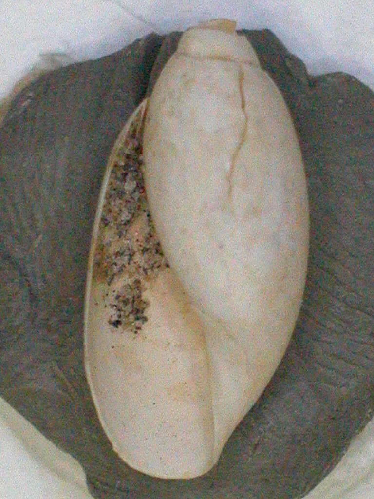 Image of <i>Bulinus berlandierianus</i> Binney