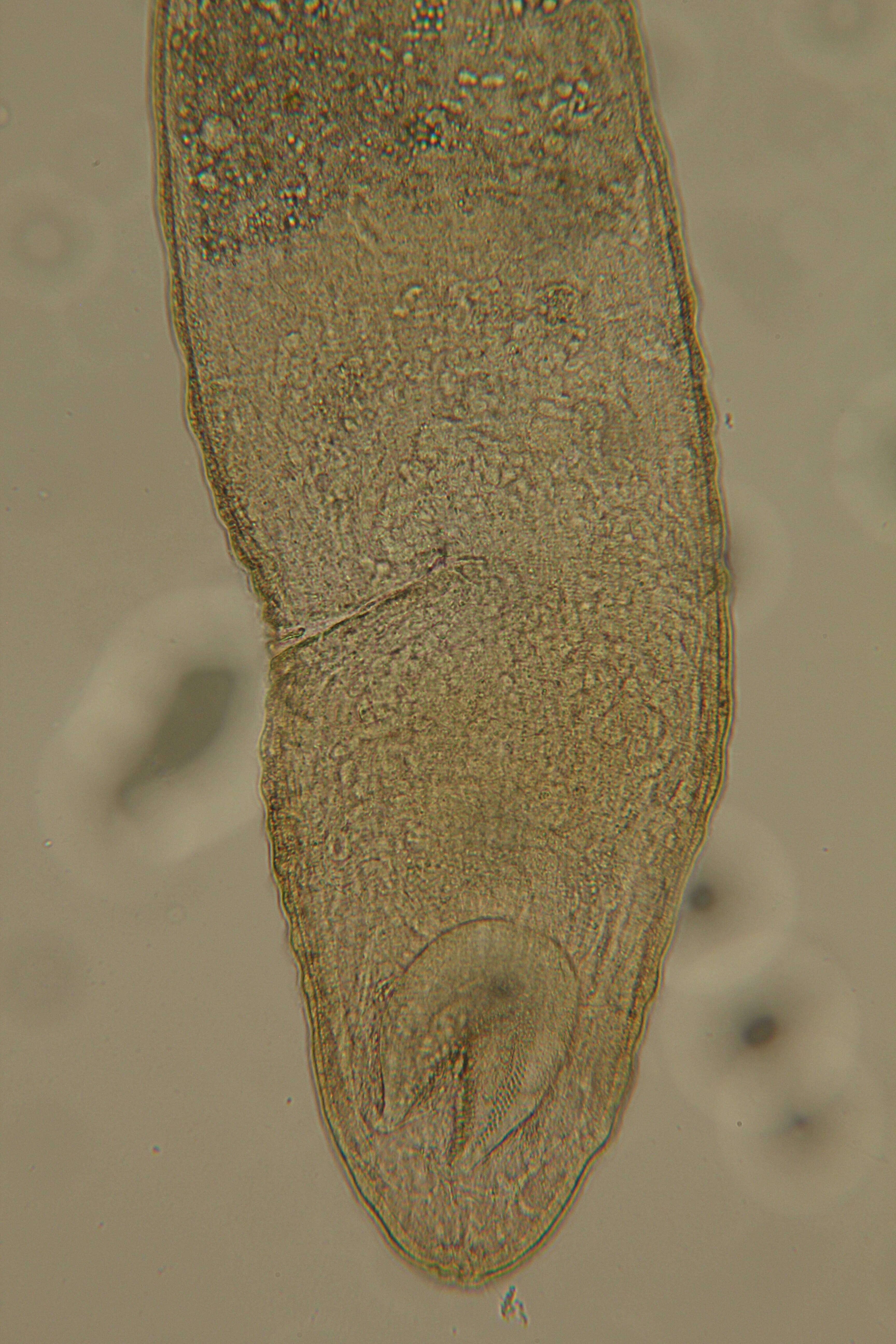 Image of Rhabdocoela