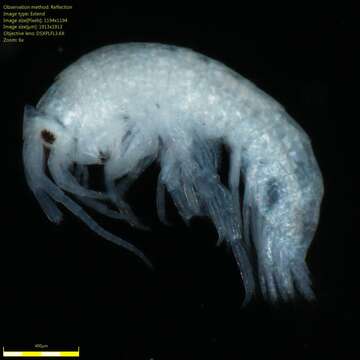 Image of Amphipoda