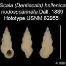 Image of Scala hellenica var. nodosocarinata Dall 1889