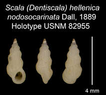 Image of Scala hellenica var. nodosocarinata Dall 1889