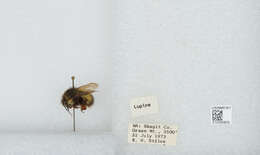 Image de Bombus sitkensis Nylander 1848