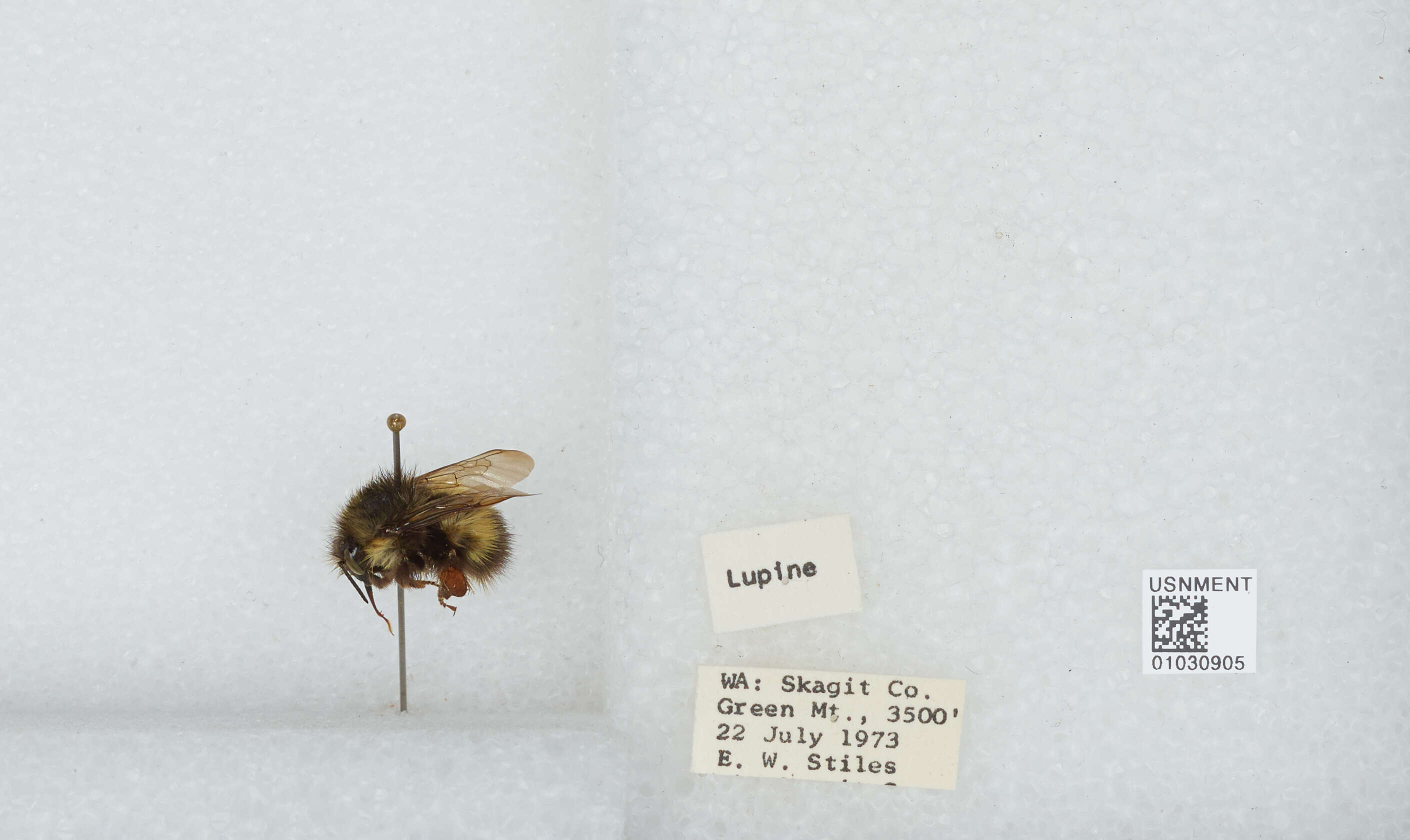 Image de Bombus sitkensis Nylander 1848