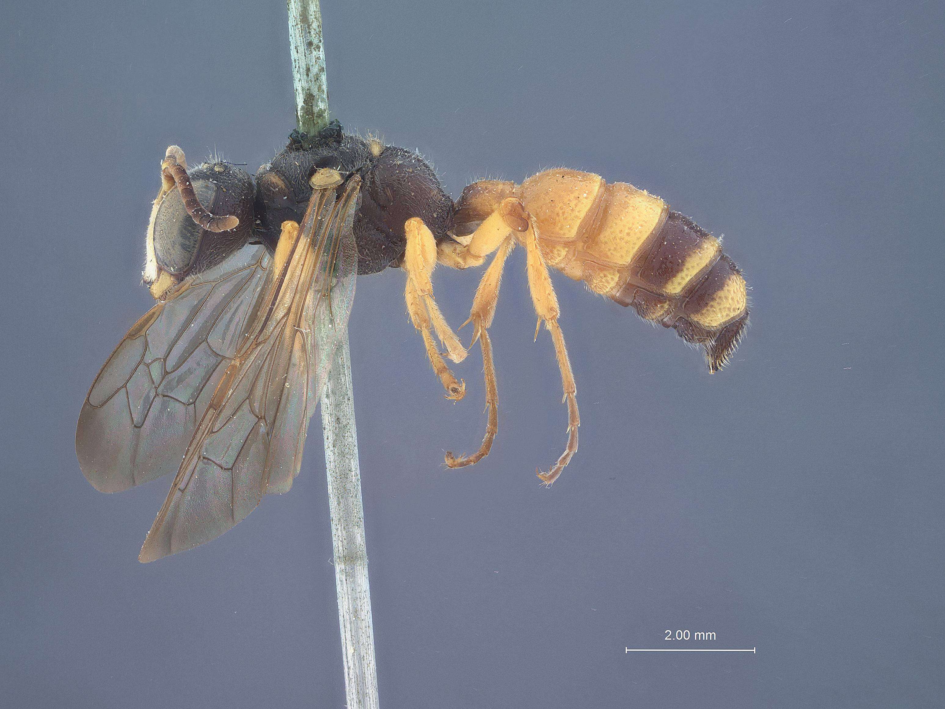 Cerceris pekingensis Tsuneki 1961 resmi