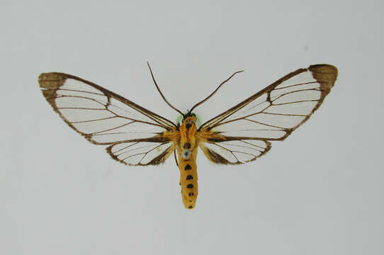 Image of Mesothen aurata Dognin