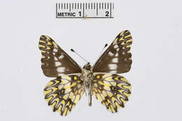 Image of Catasticta apaturina Butler 1901