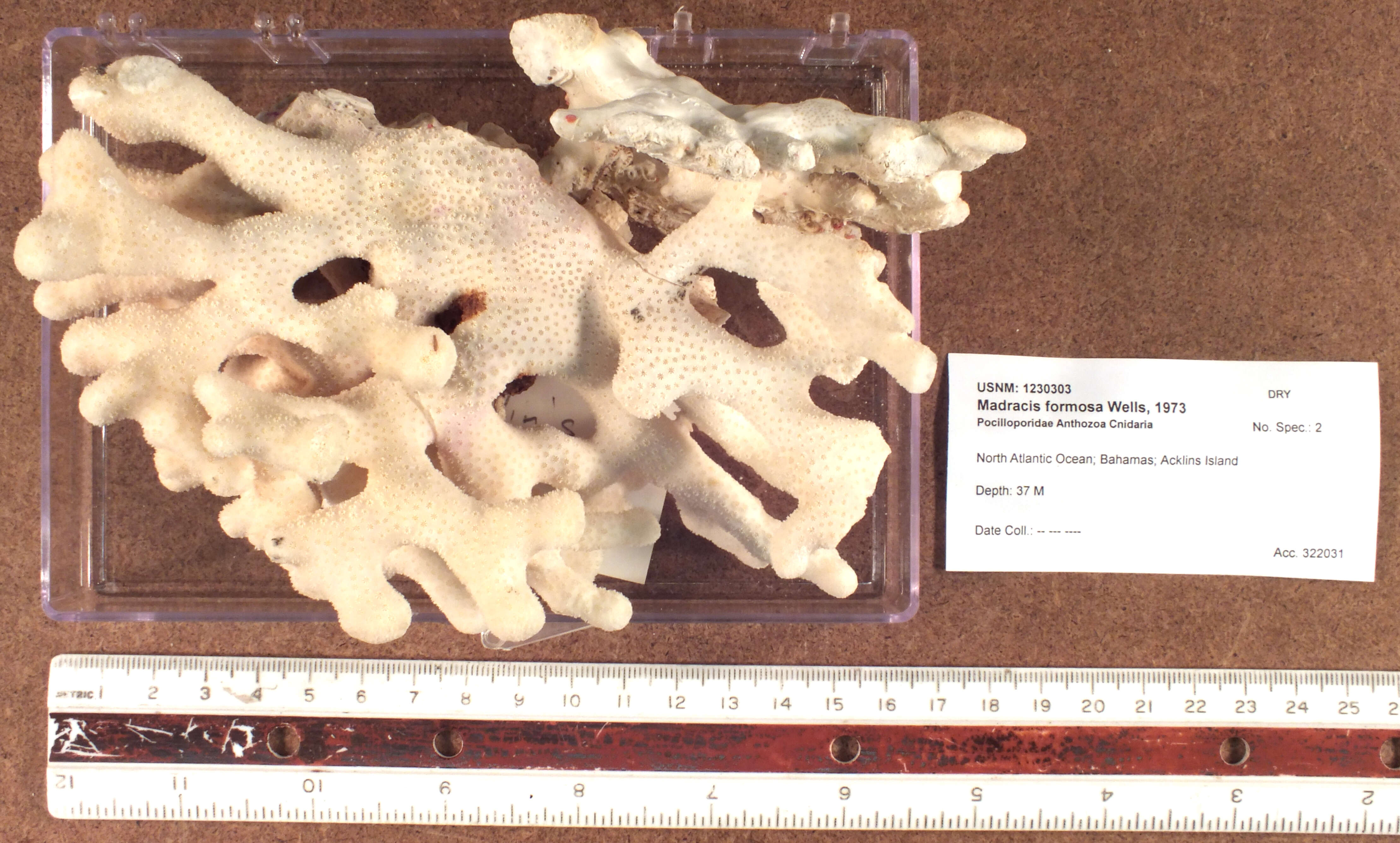 Madracis formosa Wells 1973 resmi