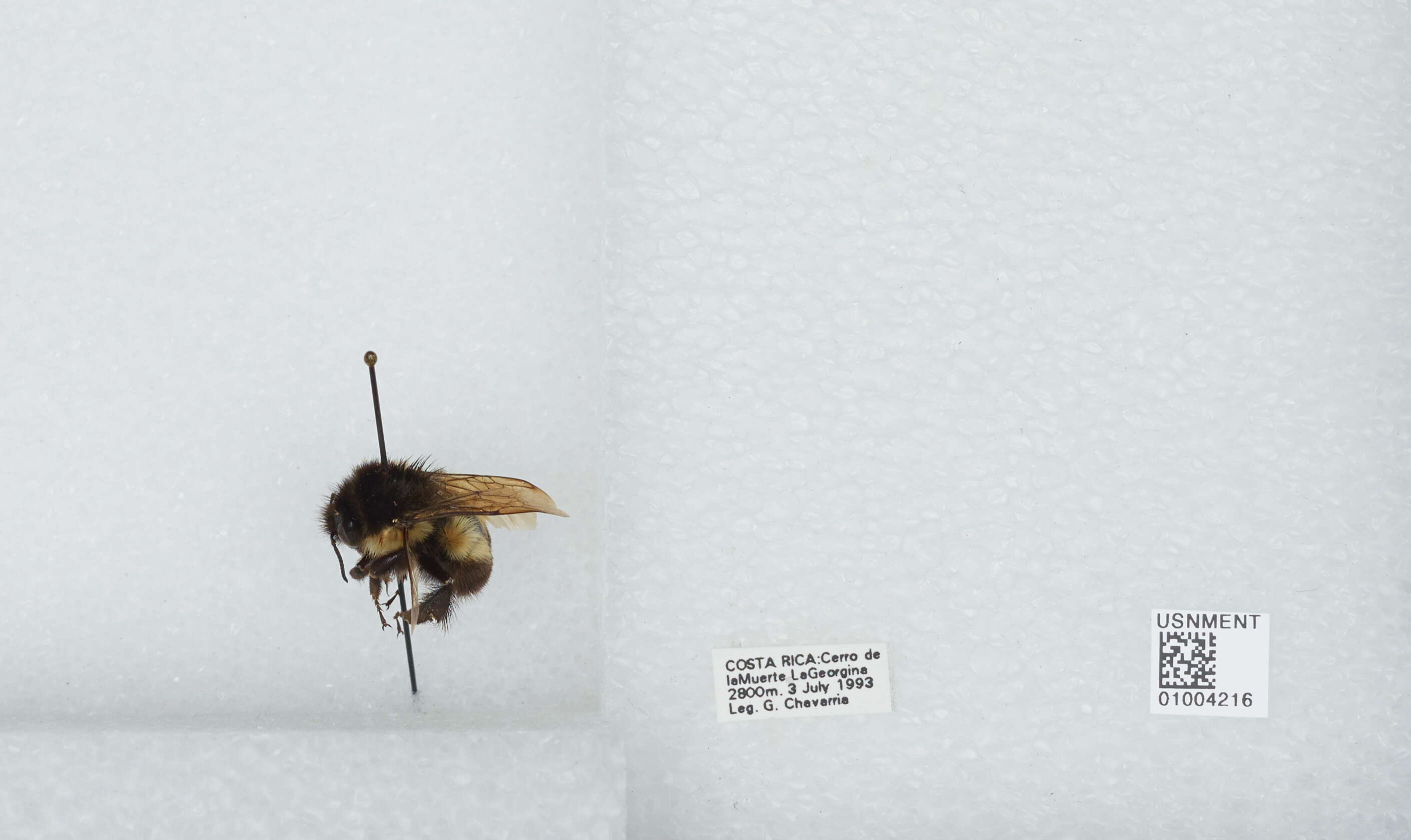 Image of Bombus ephippiatus Say 1837