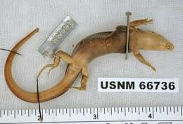 Plestiodon tunganus (Stejneger 1924) resmi