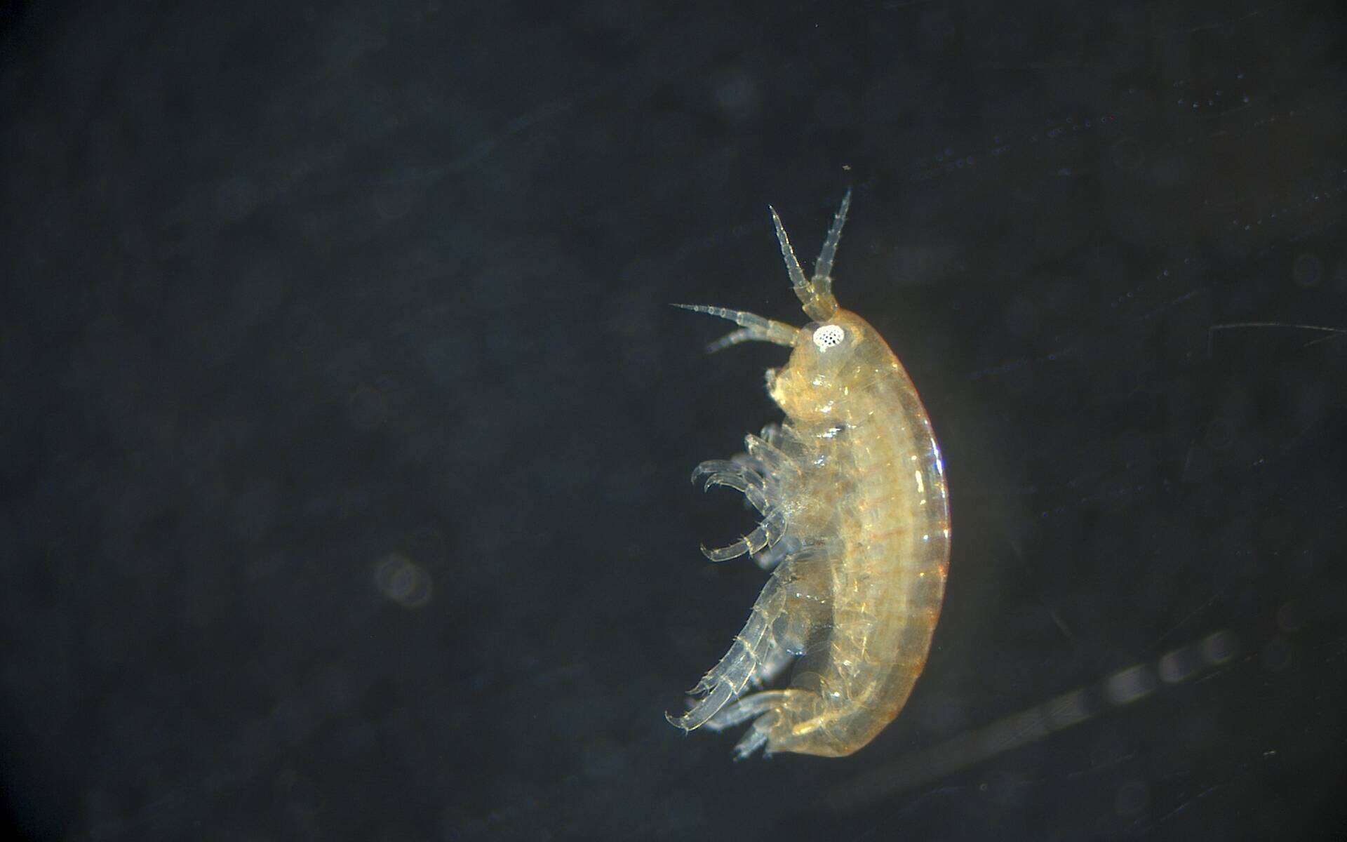 Image of Amphipoda