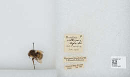 Image de Bombus sitkensis Nylander 1848