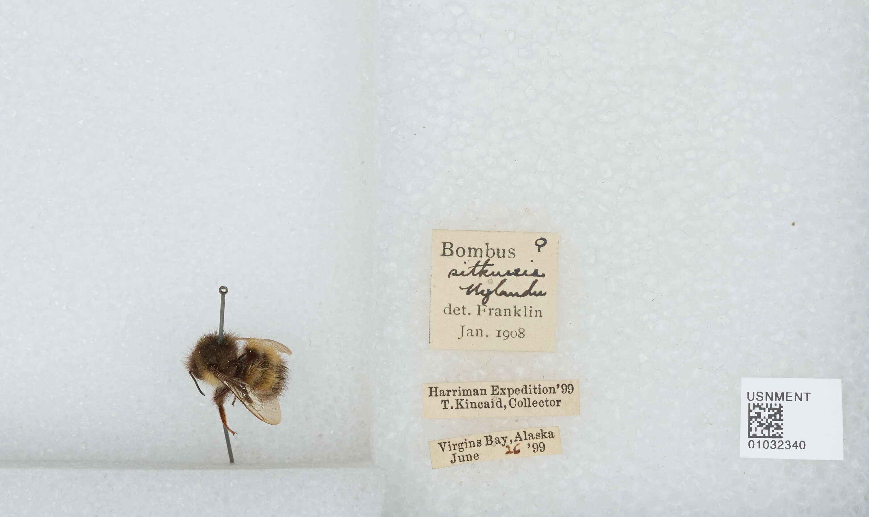 Image de Bombus sitkensis Nylander 1848