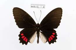 Image of Parides erithalion (Boisduval 1836)