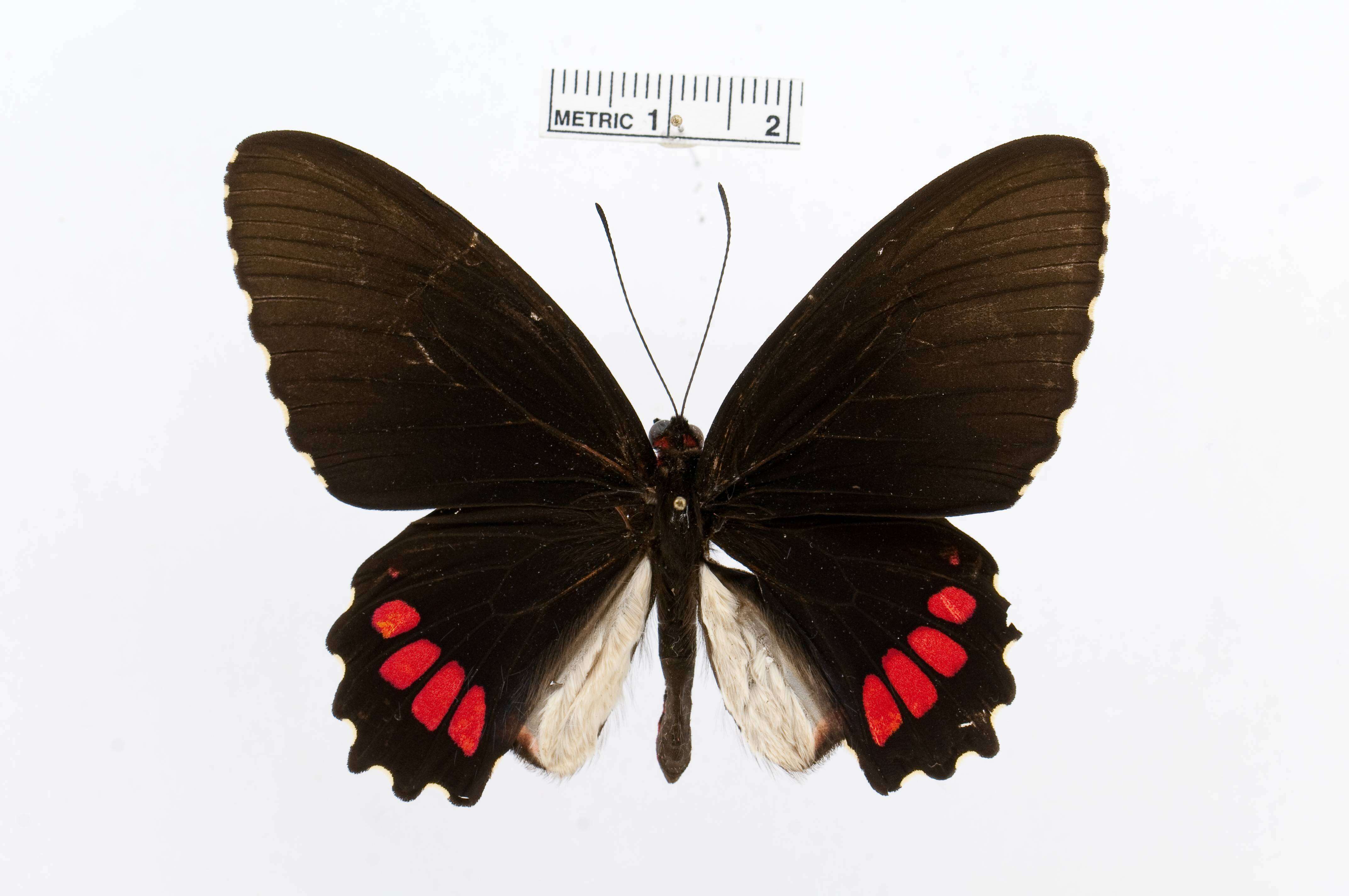 Image of Parides erithalion (Boisduval 1836)