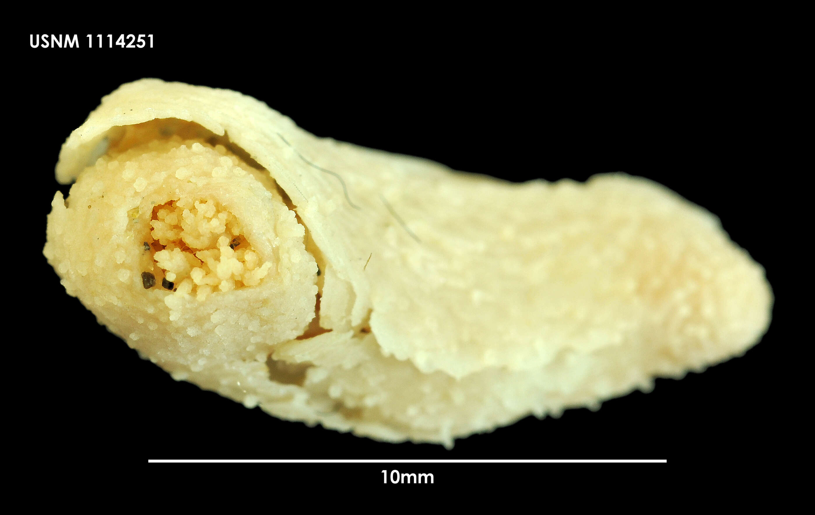 Image of Psolidium dorsipes Ludwig 1886