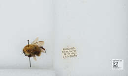 Image of Common carder bumblebee