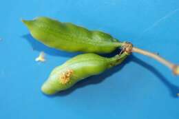 Image of Vachellia farnesiana (L.) Wight & Arn.