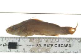 Image of Catfish