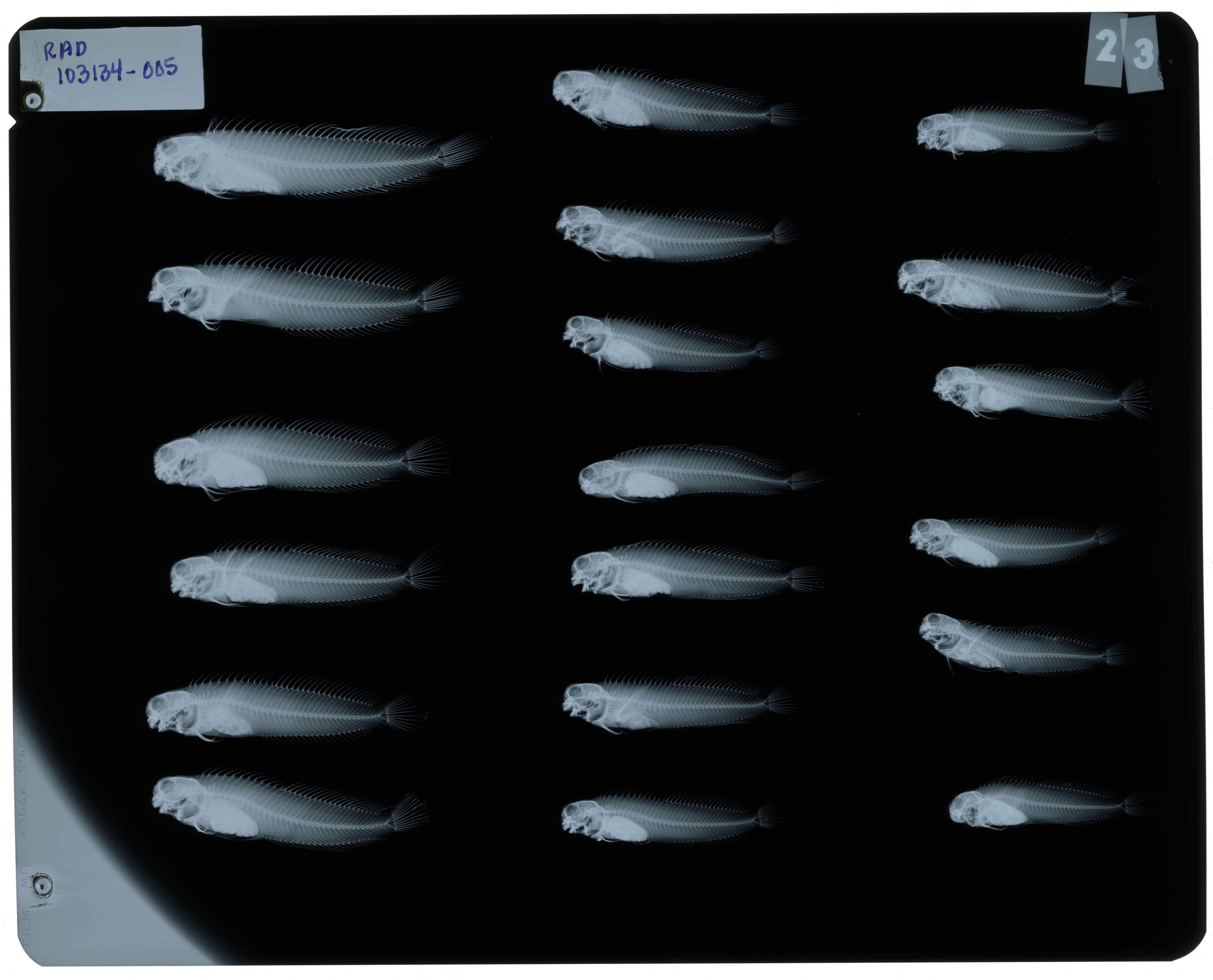 Image of Istiblennius edentulus (Forster & Schneider 1801)