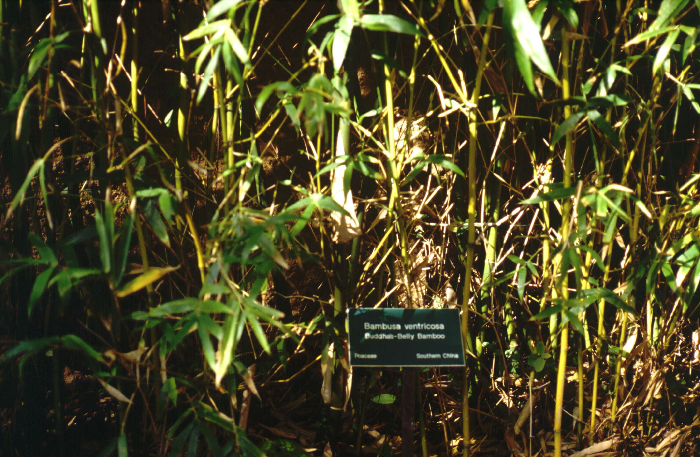Image of Bambusa ventricosa McClure