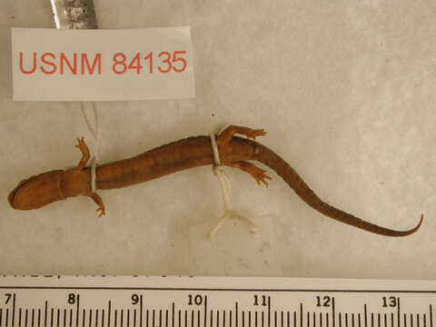 Sivun Plethodon welleri Walker 1931 kuva