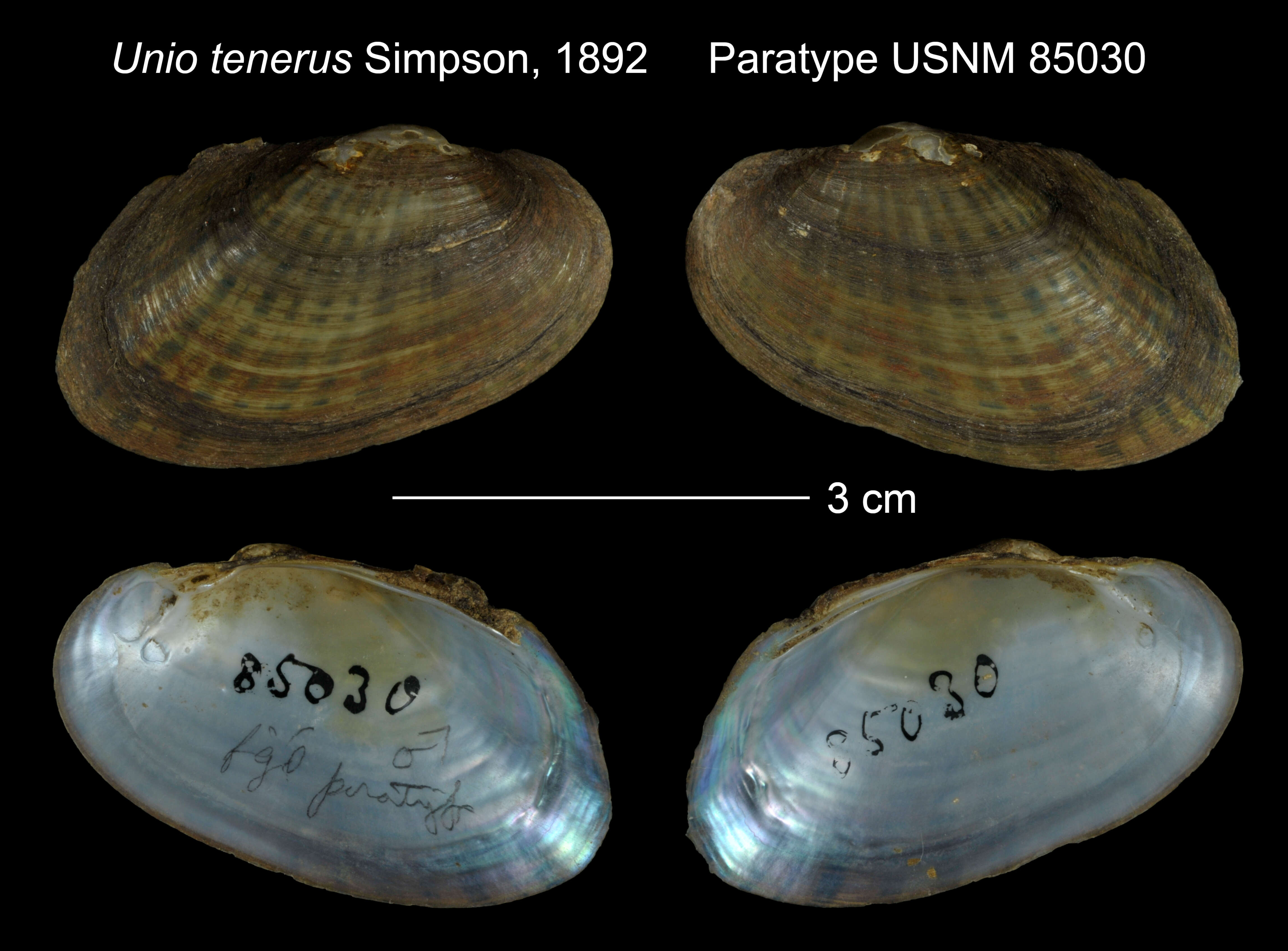 Image of Unio tenerus C. T. Simpson 1892