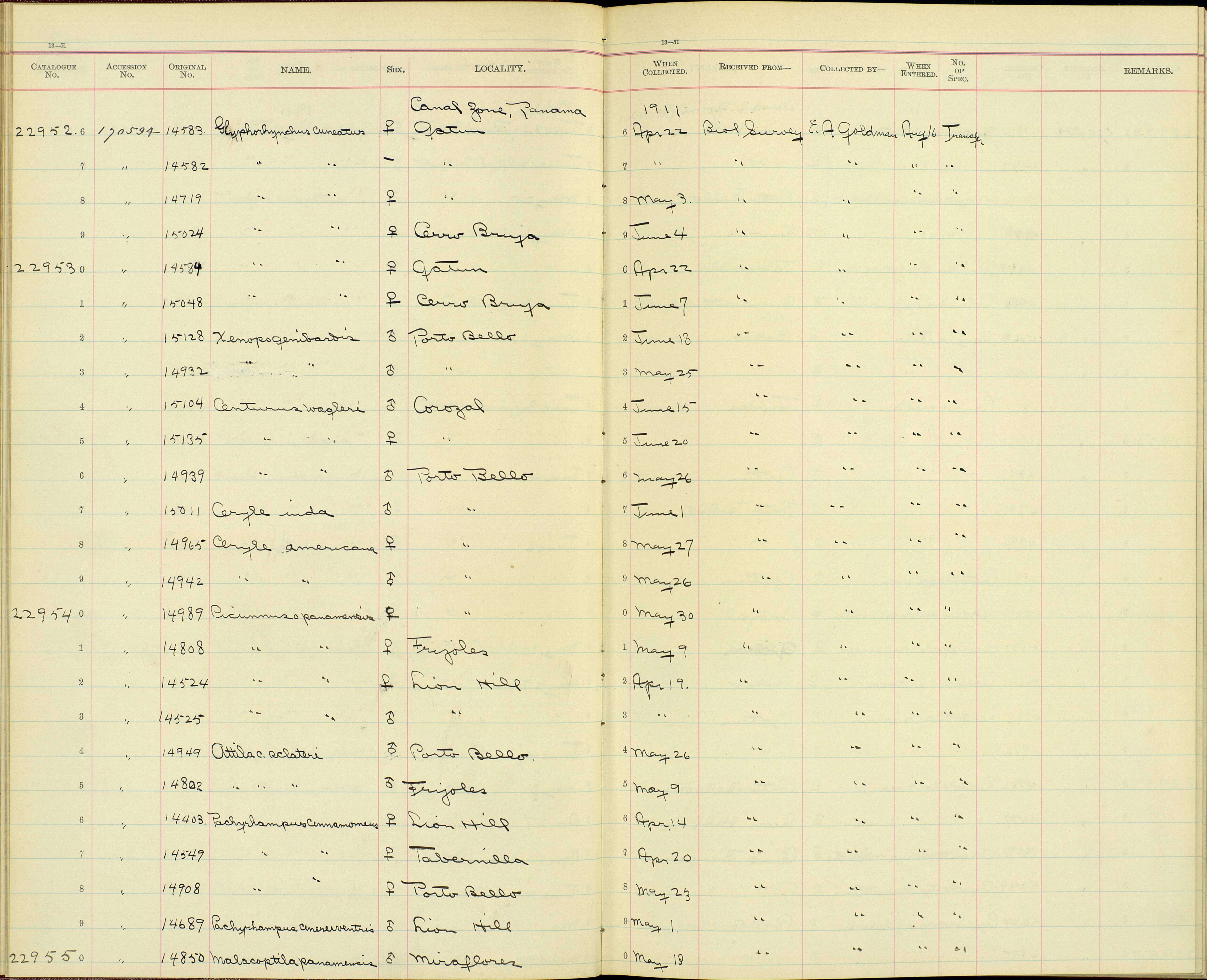 <i>Glyphorynchus spirurus sublestus</i> J. L. Peters 1929的圖片