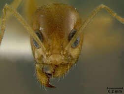 Image of Dorymyrmex flavus McCook 1879